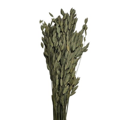 Jasmanthium seco 80cm 20pcs natural