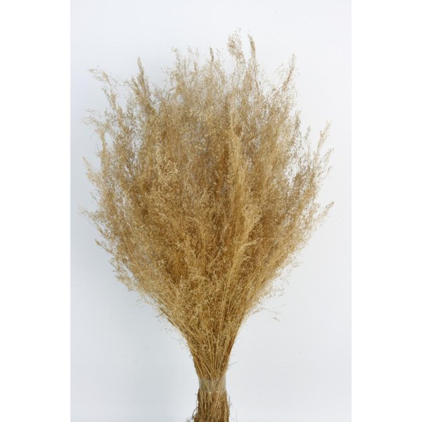 Agrosti seco 40cm 50 grs natural