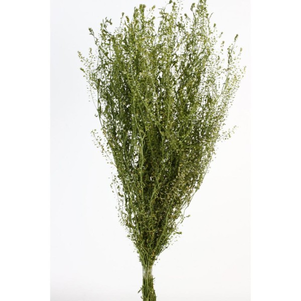 Lepidium seco 45cm natural