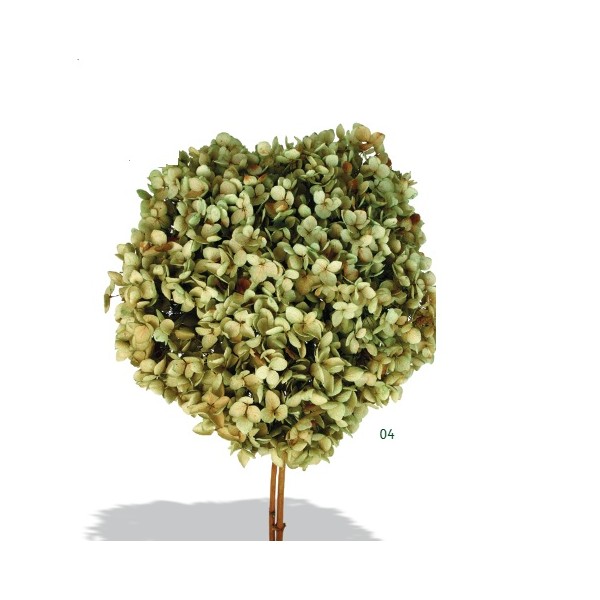 Pomo Hortensia preservada c/tallo hoja pequeña natural