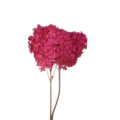 Pomo Hortensia preservada c/tallo hoja pequeña fucsia