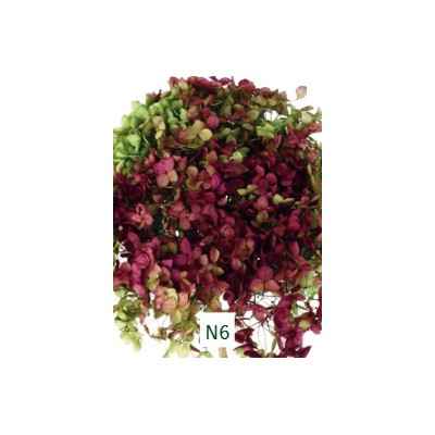 Pomo Hortensia preservada c/tallo hoja pequeña verde/burdeos