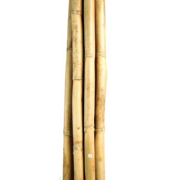 Caña rio 200 cm x Ø 1cm natural 12 pcs.