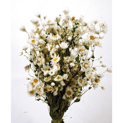 Rodanthe seco 50cm blanco