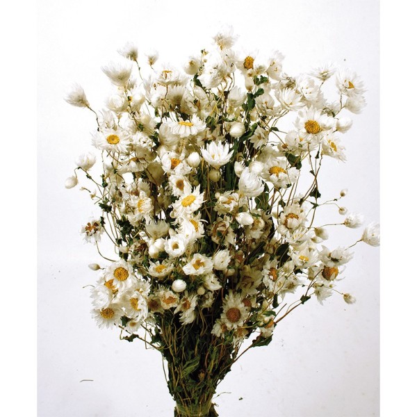 Rodanthe seco 50cm blanco