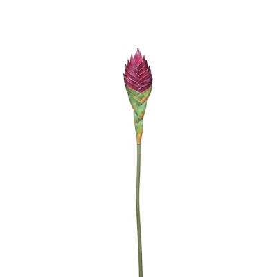 Tillandsia cyanea x 1 flor roja 