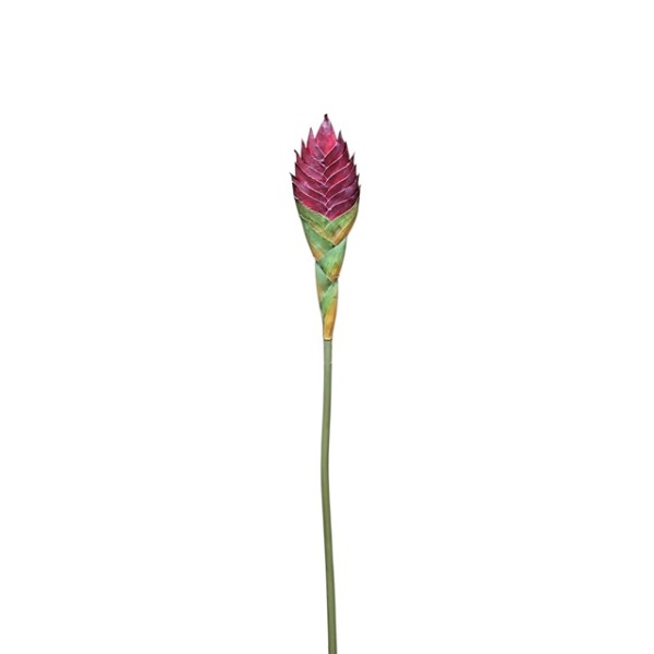Tillandsia cyanea x 1 flor roja 