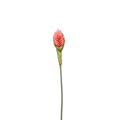 Tillandsia cyanea x 1 flor naranja