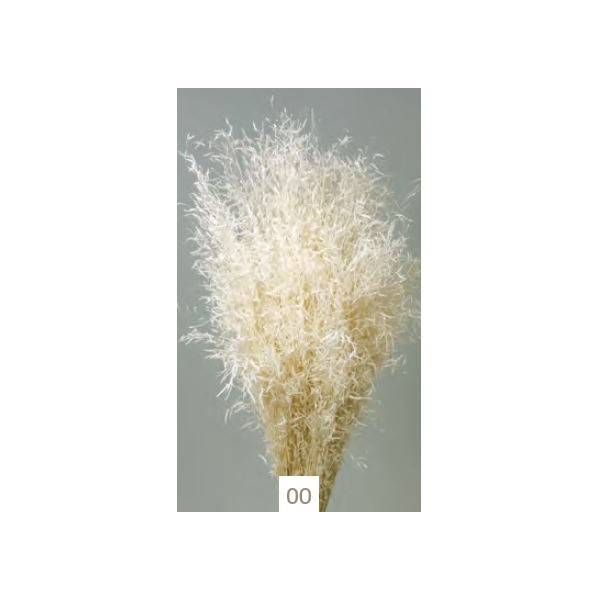 Munni grass seco 75g 60cm blanco