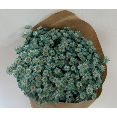 Glixia seca 50gr 50cm verde turquesa