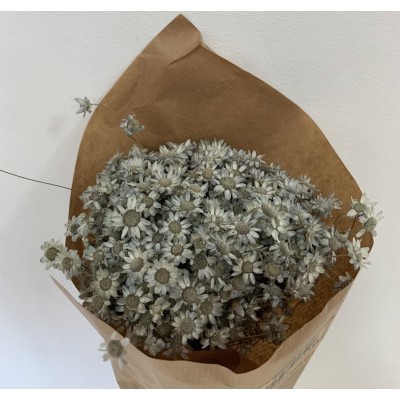 Glixia seca 50gr 50cm azul japoni