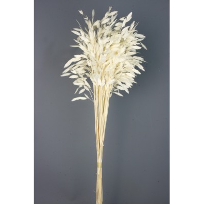 Jasmanthium seco 80cm 20pcs blanco