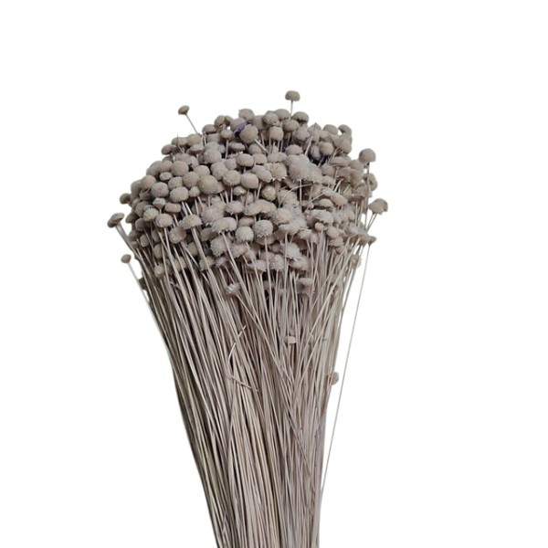 Botón mini preservado 50cm 100gr malva