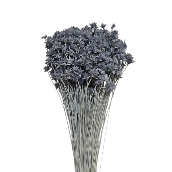 Hill flower seco 45cm 100gr azul japoni