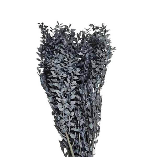 Ruscu preservado 70/80cm  azul japoni