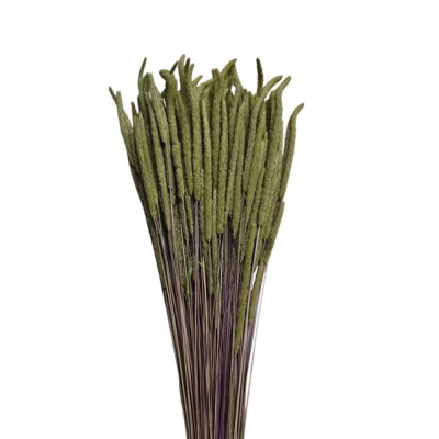 Phleum seco 100gr 60cm verde pistacho