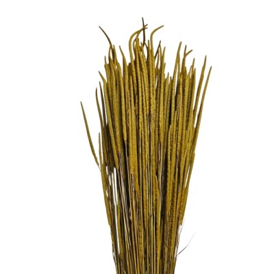 Phleum seco 100gr 60cm ocre