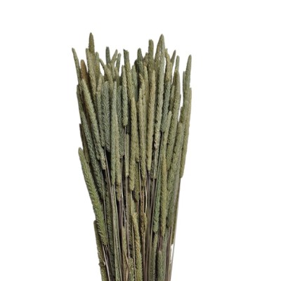 Phleum seco 100gr 60cm natural