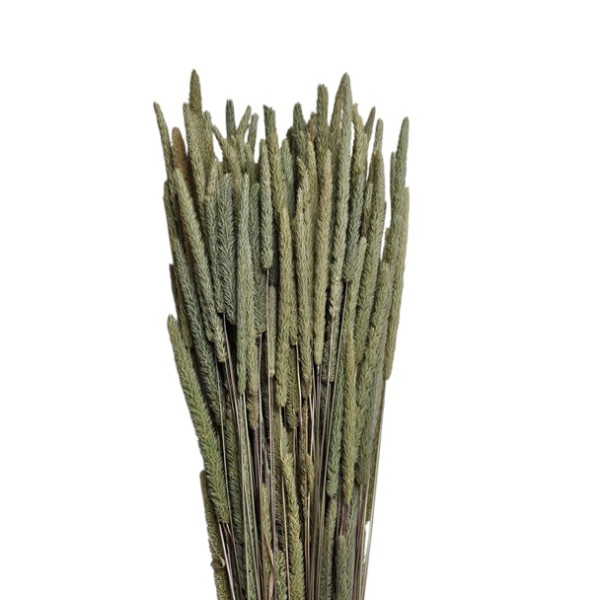 Phleum seco 100gr 60cm natural