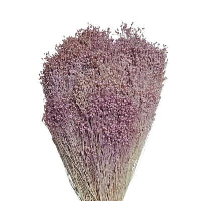 Brooms preservado 100gr 50cm lila