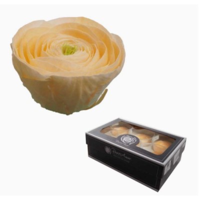 Caja  6 ranunculus preservados cabeza d 5 80cm  Alt  3 2 salmón