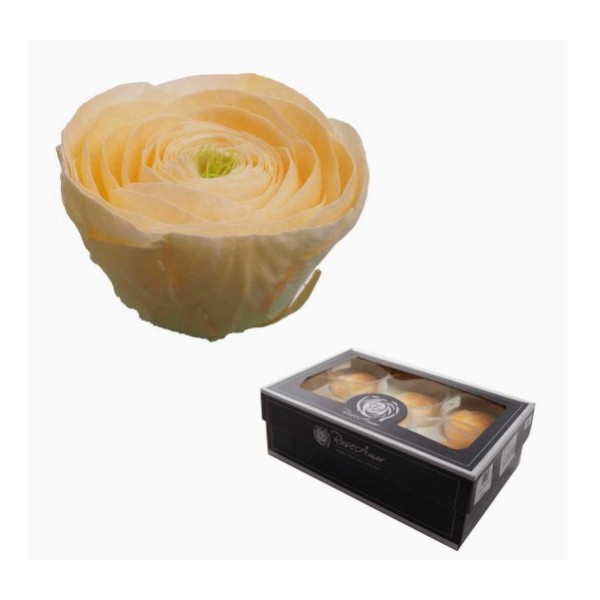 Caja  6 ranunculus preservados cabeza d.5,80cm, Alt. 3,2 salmón