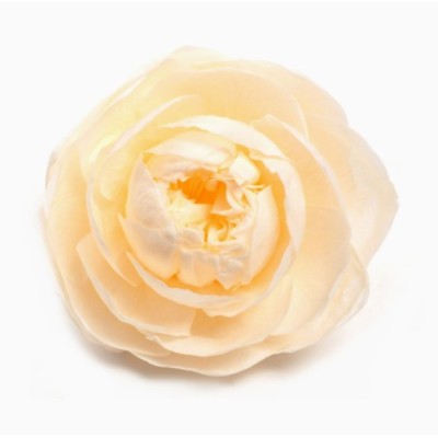 Rosa de jardín Preservada  XXL Cabeza Ø 9cm   Alt  5 5cm salmón suave