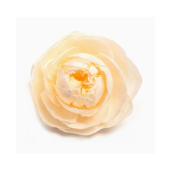 Rosa de jardín Preservada  XXL Cabeza Ø 9cm , Alt. 5,5cm salmón suave