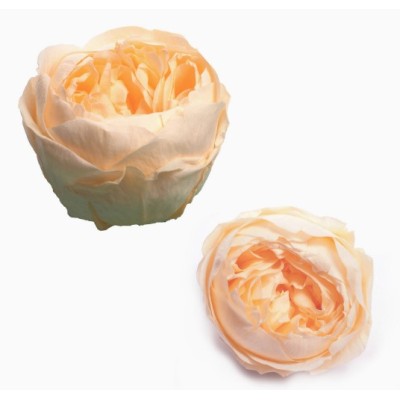 Caja  6 rosas jardín preservadas cabeza d 5cm Alt 4 5cm salmón suave