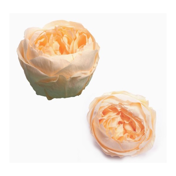 Caja  6 rosas jardín preservadas cabeza d.5cm Alt.4,5cm salmón suave
