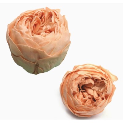 Caja  6 rosas jardín preservadas cabeza d 5cm Alt 4 5cm salmón