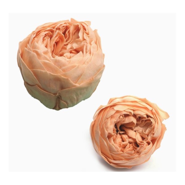 Caja  6 rosas jardín preservadas cabeza d.5cm Alt.4,5cm salmón