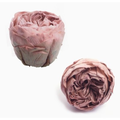 Caja  6 rosas jardín preservadas cabeza d 5cm Alt 4 5cm rosa empolvado