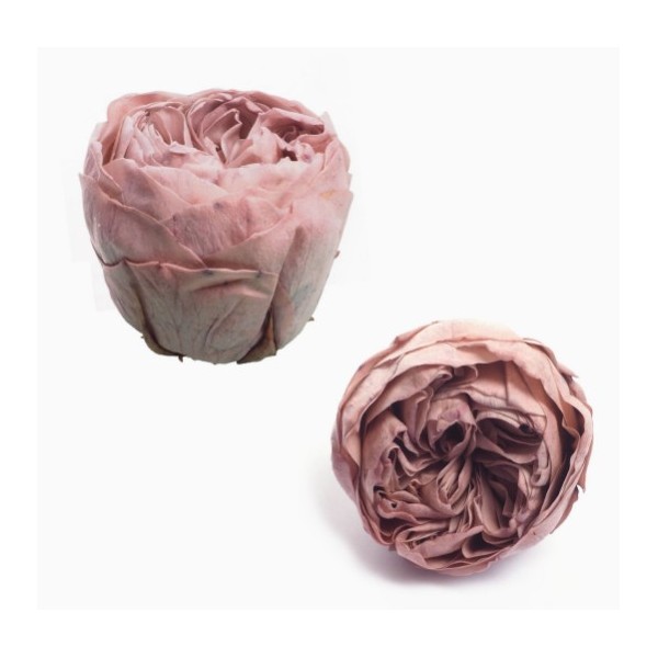 Caja  6 rosas jardín preservadas cabeza d.5cm Alt.4,5cm rosa malva