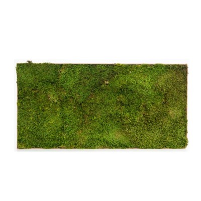 Baldosa preservada 30 x 60cm musgo plano verde