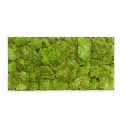 Baldosa preservada 30 x 60cm musgo bola verde