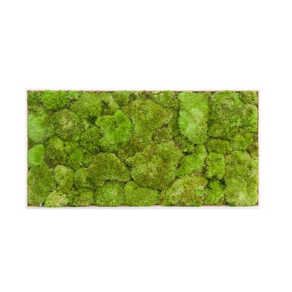 Baldosa preservada 30 x 60cm musgo bola verde
