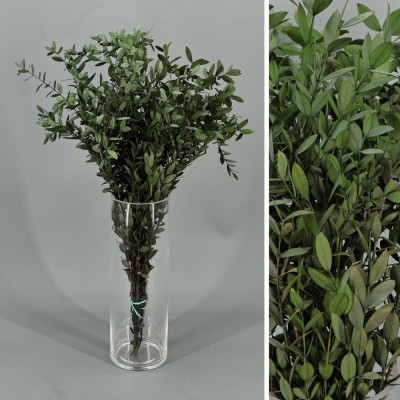 Eucaliptus preservado parvifolia 40 - 60 cm