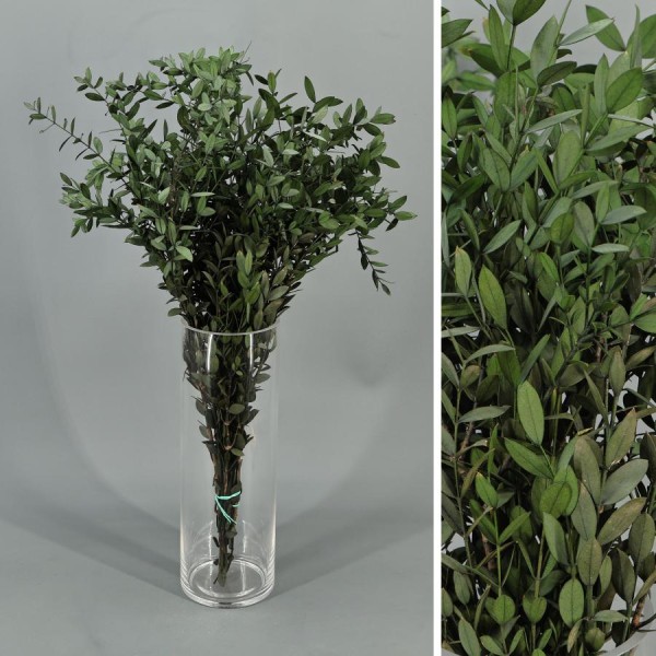 Eucaliptus preservado parvifolia 40 - 60 cm