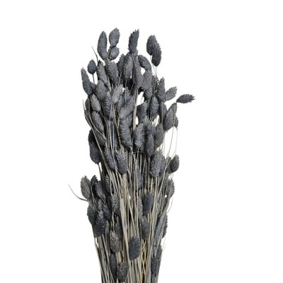 Phalaris seco 80cm azul japoni