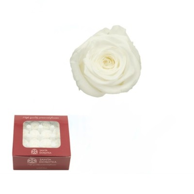 Caja 16 rosas preservadas cabeza d  2 5cm princesa blanca