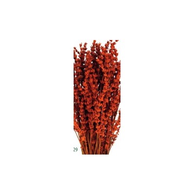 Lavanda preservada 150g 45cm caldera