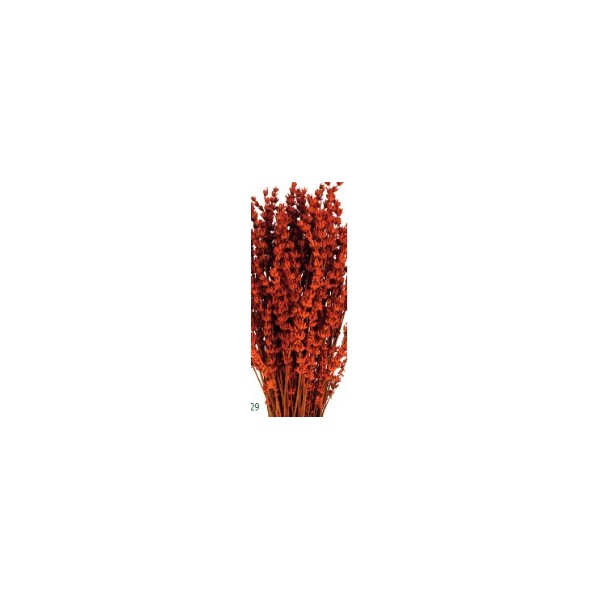 Lavanda preservada 150g 45cm caldera