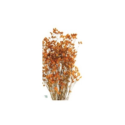 Limonio preservado sinesis 40-50cm ocre