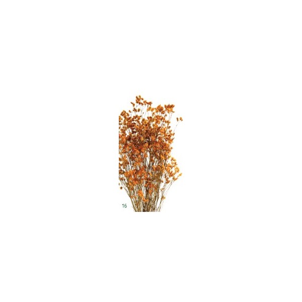 Limonio preservado sinesis 40-50cm ocre