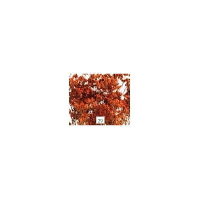 Limonio preservado sinesis 40-50cm caldera