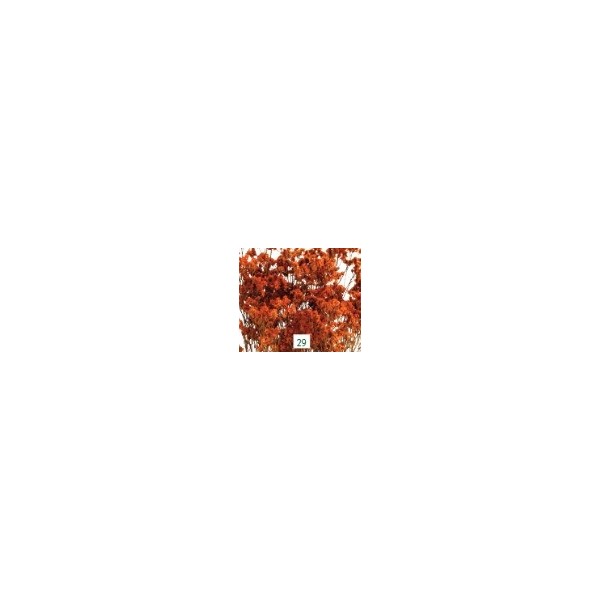 Limonio preservado sinesis 40-50cm caldera