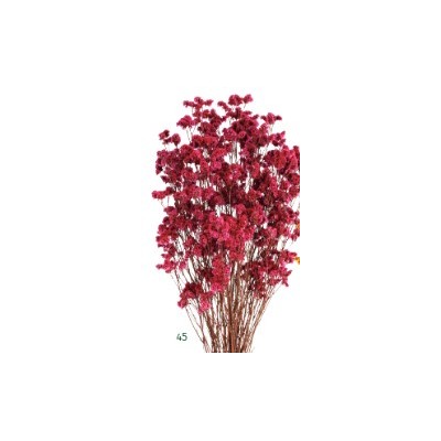 Limonio preservado sinesis 40-50cm fucsia