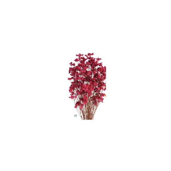 Limonio preservado sinesis 40-50cm fucsia