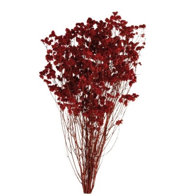 Limonio preservado sinesis 40-50cm burdeos